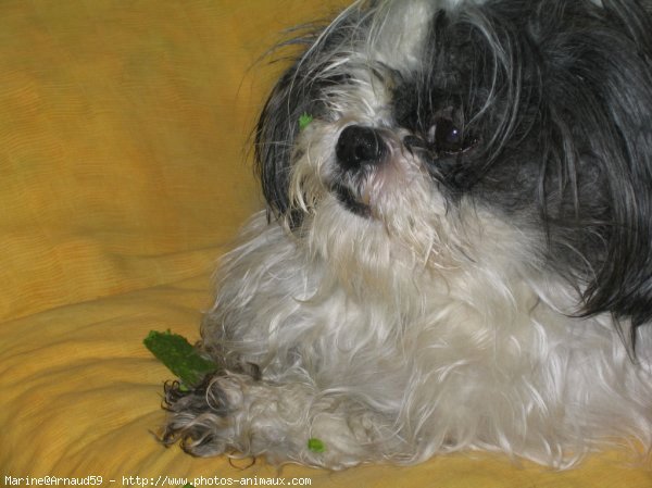 Photo de Shih tzu