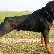 Photo de Rottweiler