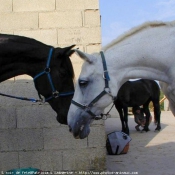 Photo de Races diffrentes