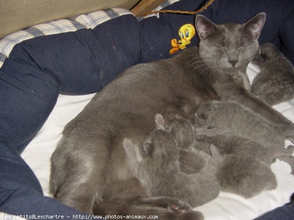 Photo de Chartreux