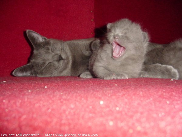 Photo de Chartreux