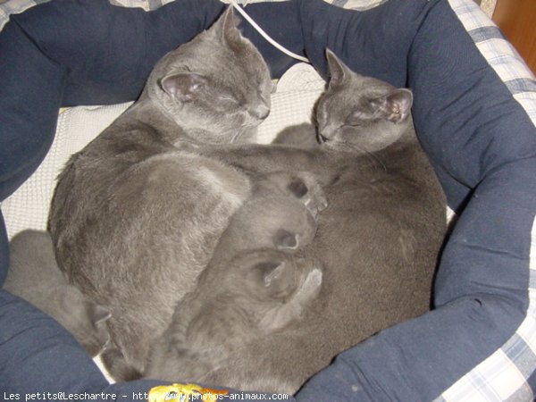 Photo de Chartreux