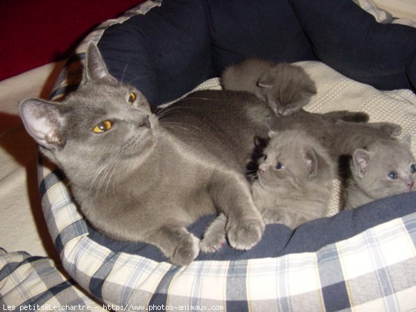 Photo de Chartreux