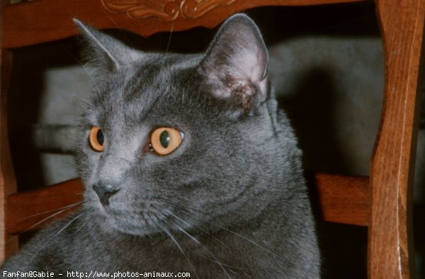 Photo de Chartreux