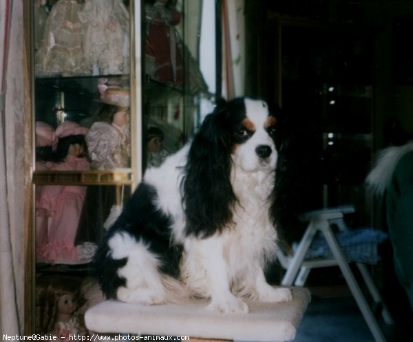 Photo de Cavalier king charles spaniel