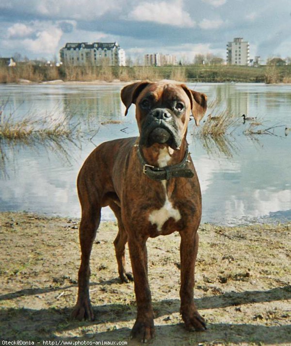 Photo de Boxer