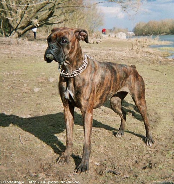 Photo de Boxer