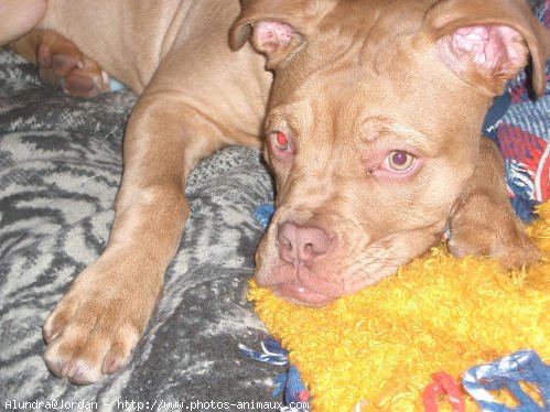 Photo de Dogue de bordeaux