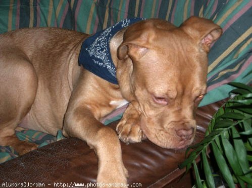 Photo de Dogue de bordeaux