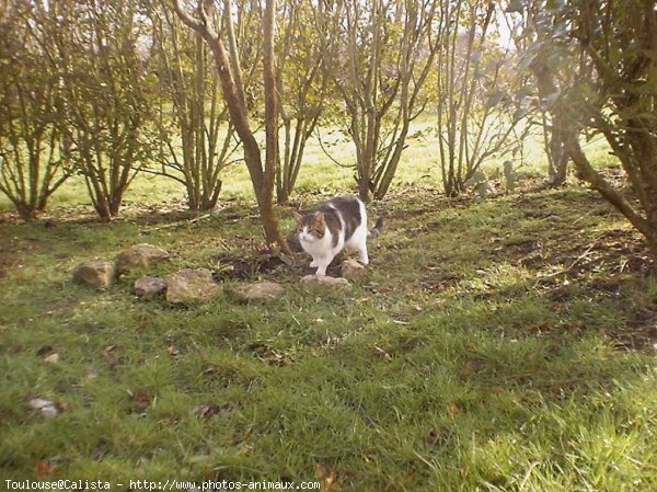 Photo de Chat domestique