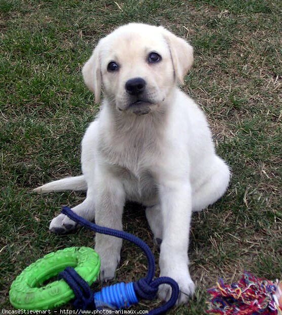 Photo de Labrador retriever