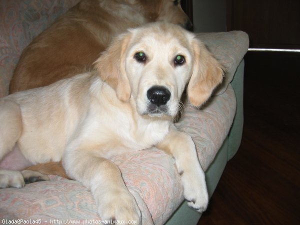 Photo de Golden retriever