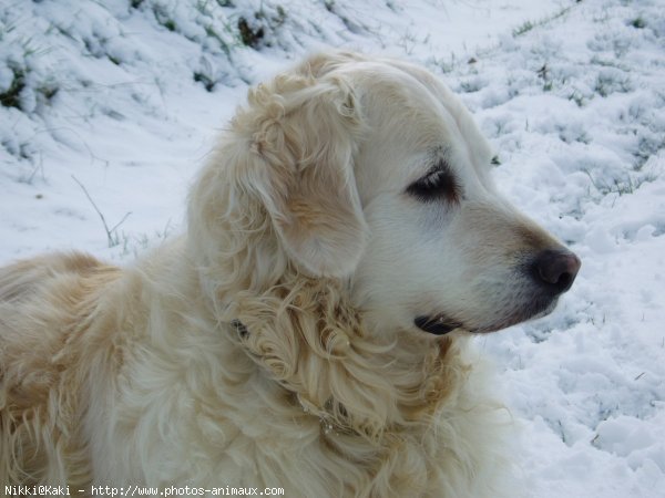 Photo de Golden retriever