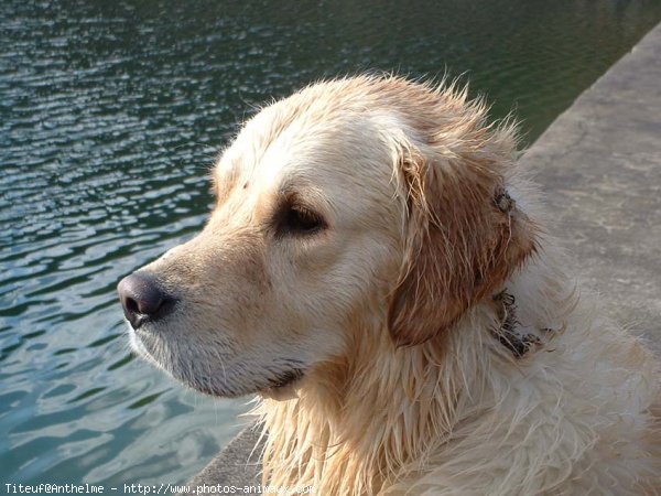 Photo de Golden retriever