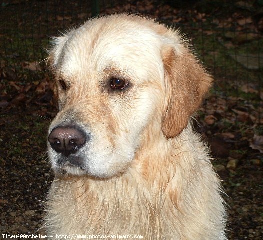 Photo de Golden retriever