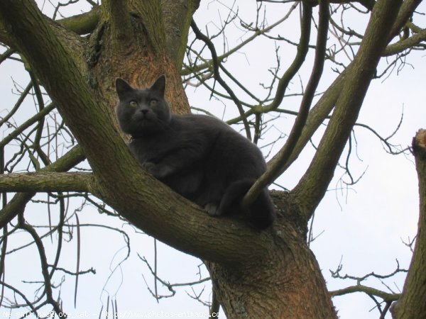 Photo de Chat domestique