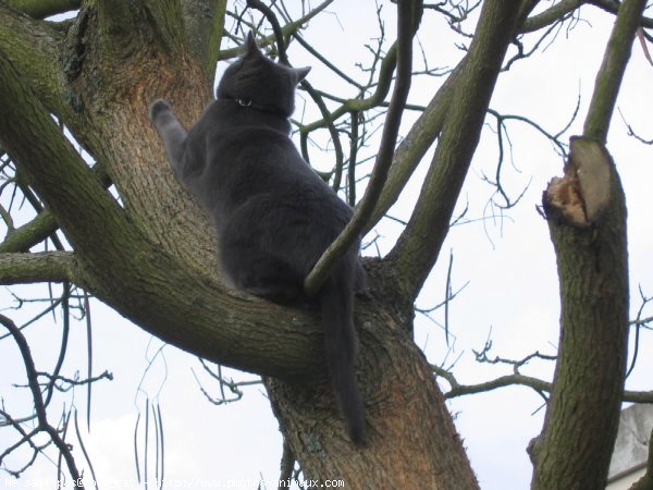 Photo de Chat domestique