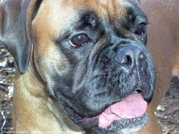 Photo de Boxer