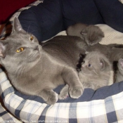 Photo de Chartreux