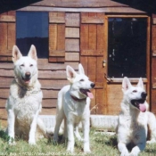 Photo de Berger blanc suisse