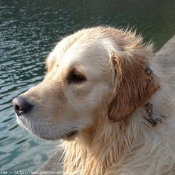 Photo de Golden retriever