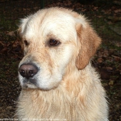 Photo de Golden retriever