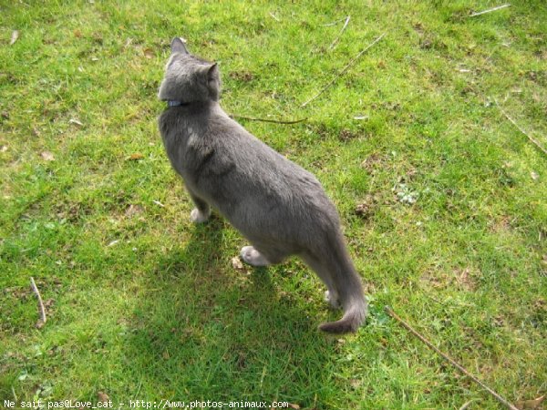 Photo de Chat domestique