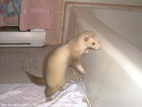 Photo de Furet