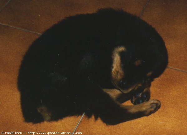 Photo de Rottweiler