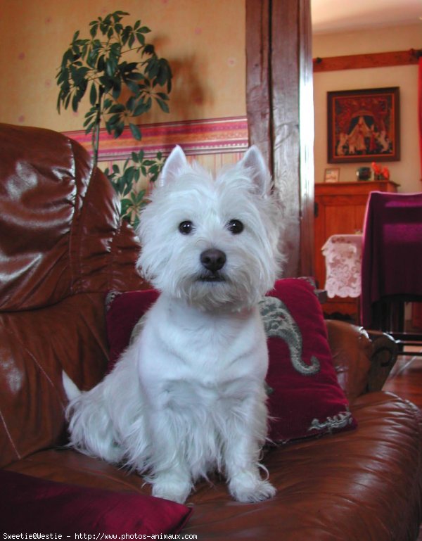 Photo de West highland white terrier