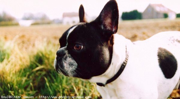 Photo de Bouledogue franais