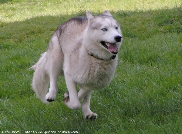 Photo de Husky siberien