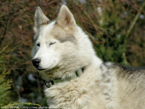 Photo de Husky siberien