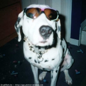 Photo de Dalmatien