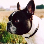 Photo de Bouledogue franais