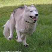 Photo de Husky siberien