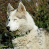 Photo de Husky siberien