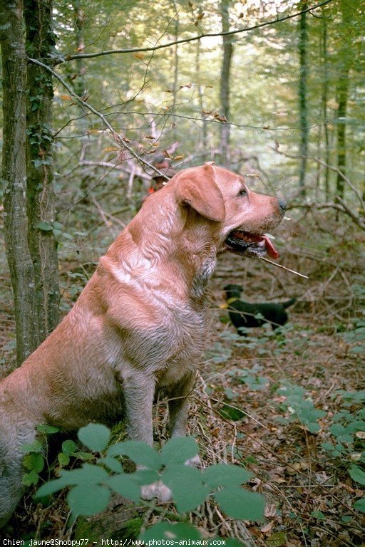 Photo de Labrador retriever