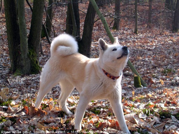 Photo d'Akita inu