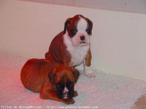 Photo de Boxer