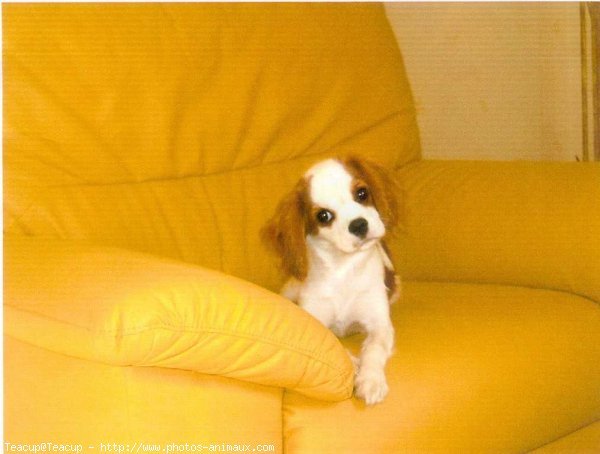 Photo de Cavalier king charles spaniel