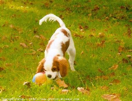 Photo de Cavalier king charles spaniel