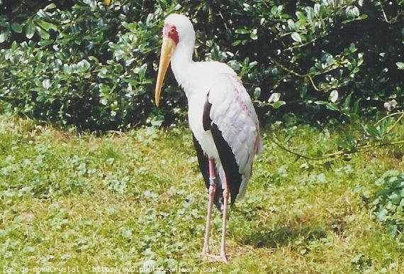 Photo de Cigogne