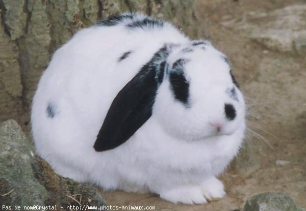 Photo de Lapin