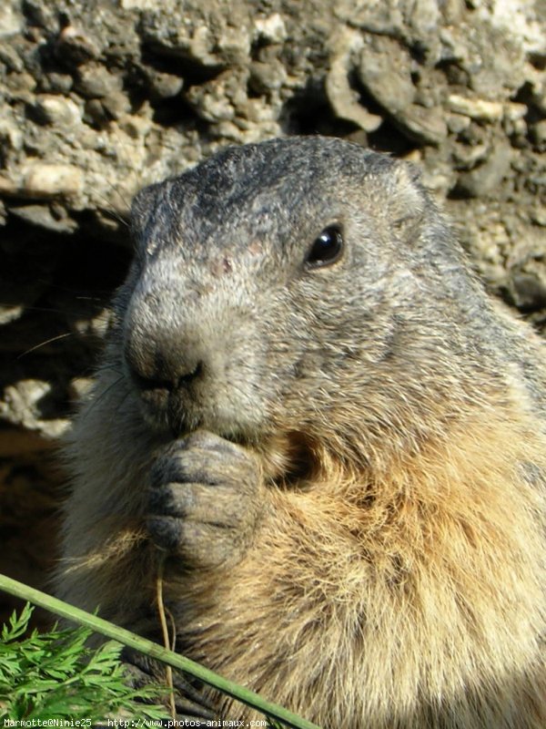 Photo de Marmotte