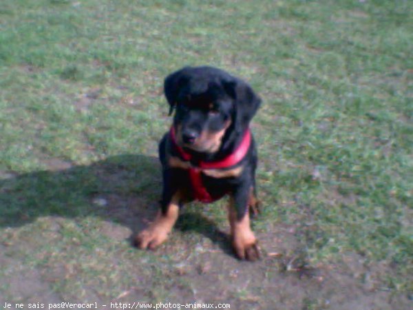 Photo de Rottweiler