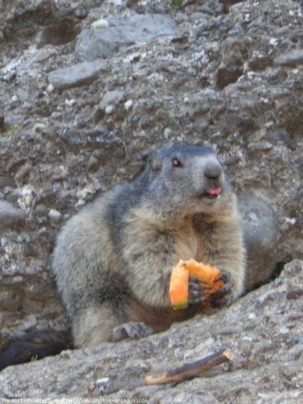 Photo de Marmotte