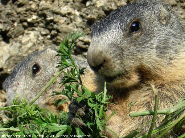 Photo de Marmotte