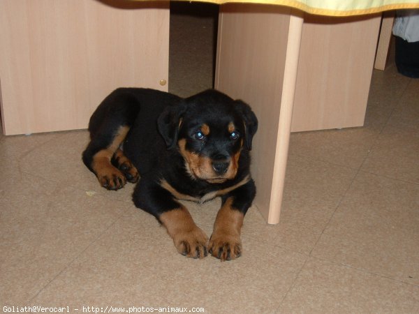 Photo de Rottweiler