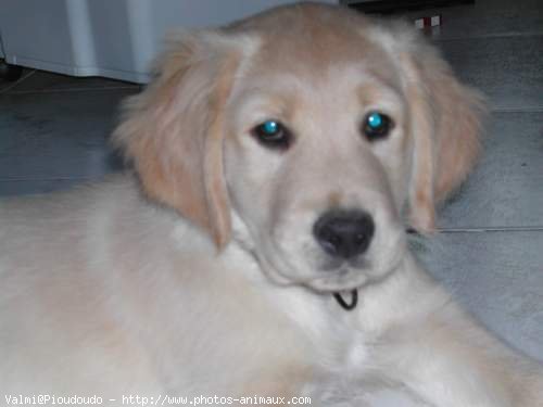 Photo de Golden retriever